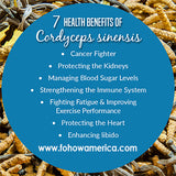 7 Powerful Health Benefits of Cordyceps Mushroom